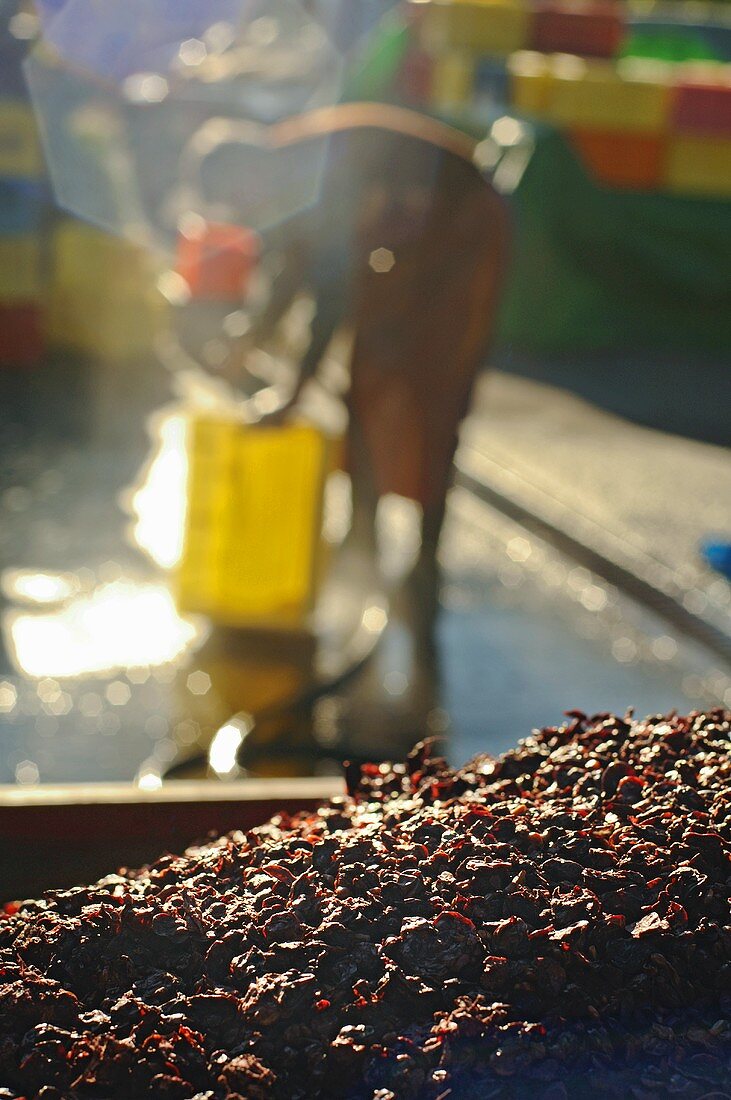 Pomace from the wine press, St. Triphon, Switzerland