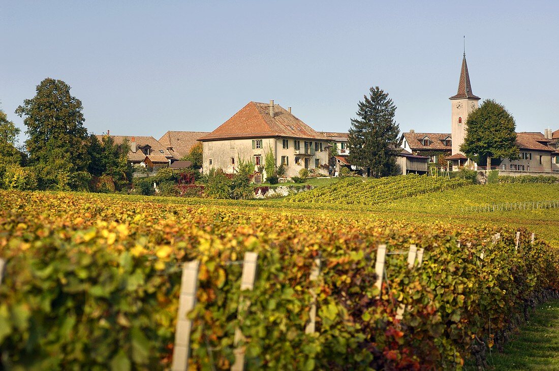 Wine-growing village of Lavigny, Appelation Morges, Switzerland