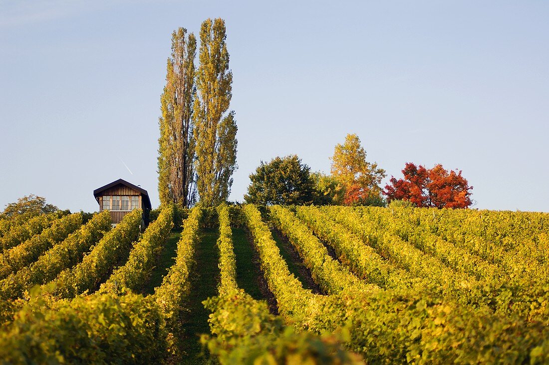 Vineyard, Château Vufflens, Morges, Vaud, Switzerland