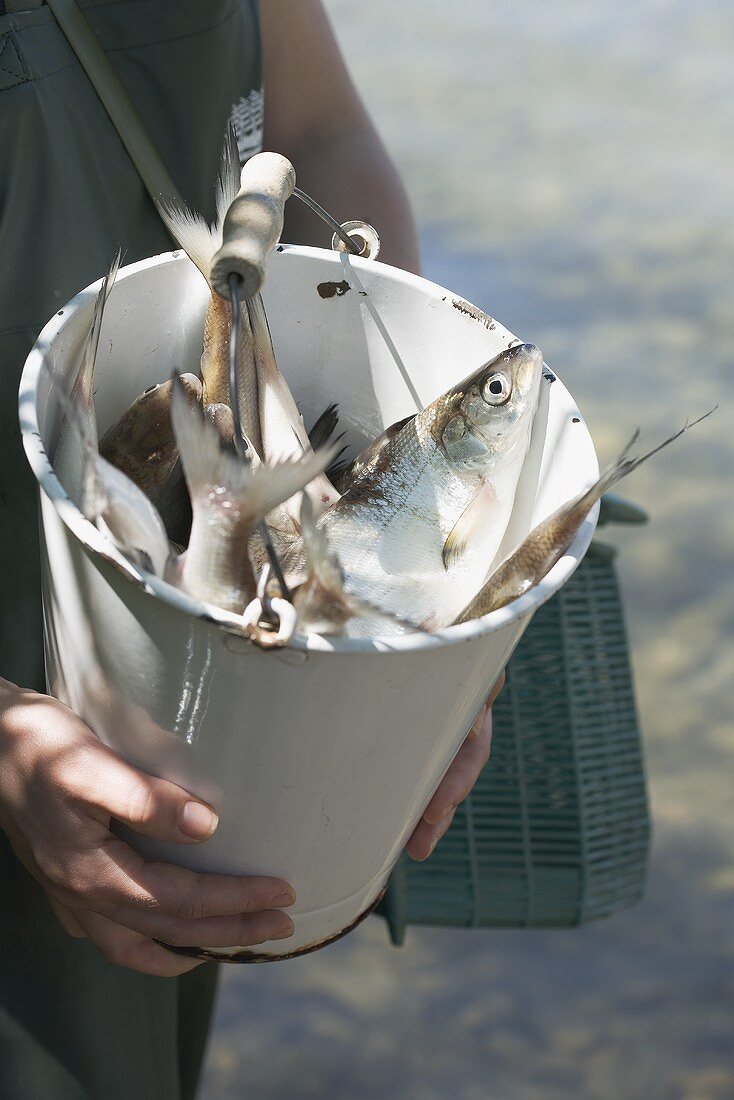 Female angler holding a bucket of freshly caught fish