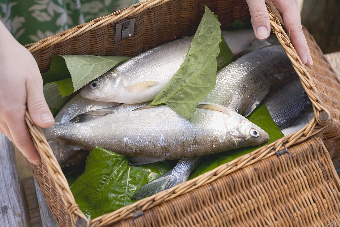 Hands holding a basket of freshly caught fish