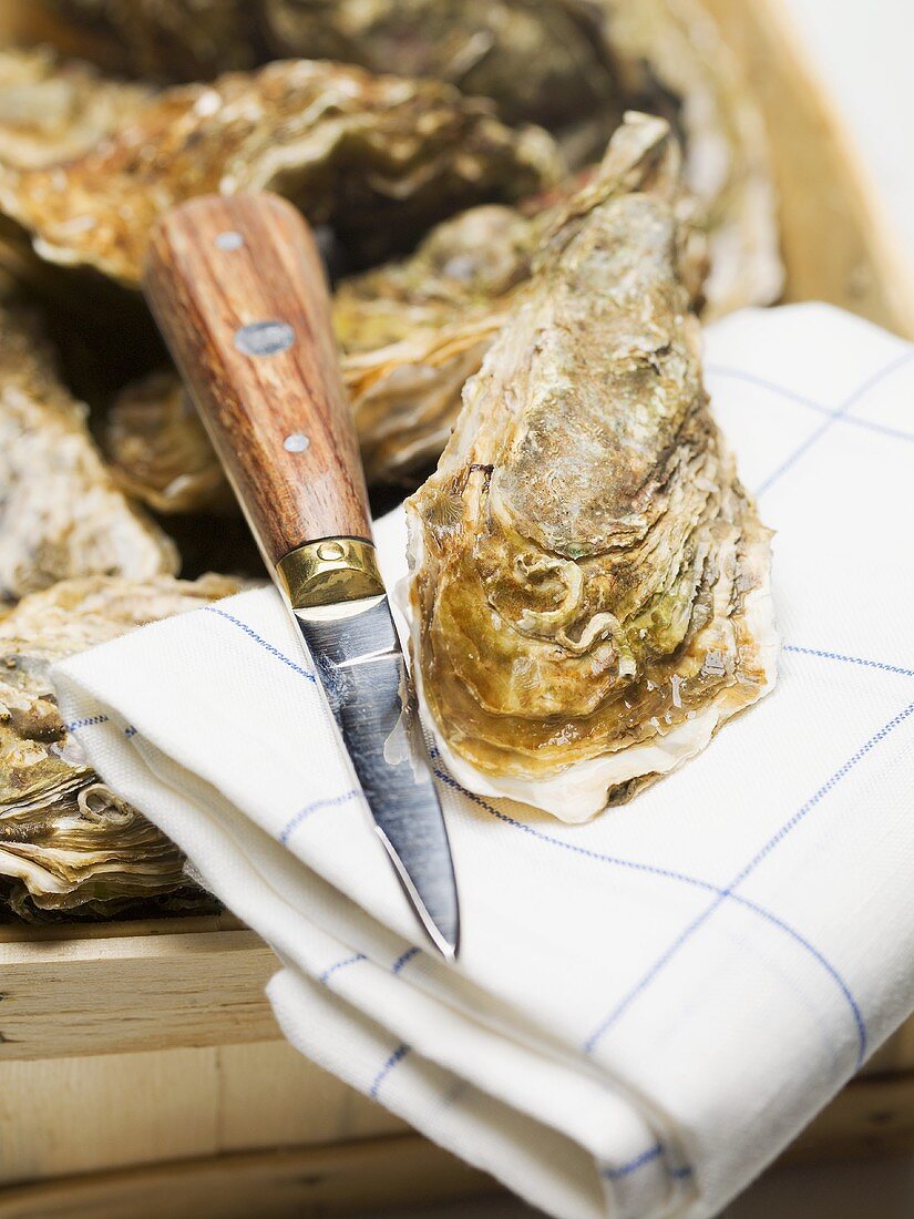 Oysters in woodchip basket and on tea towel with knife