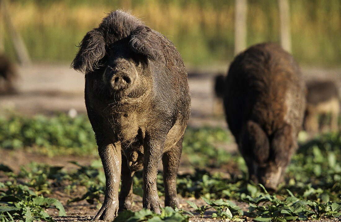 Mangalizaschweine im Wald