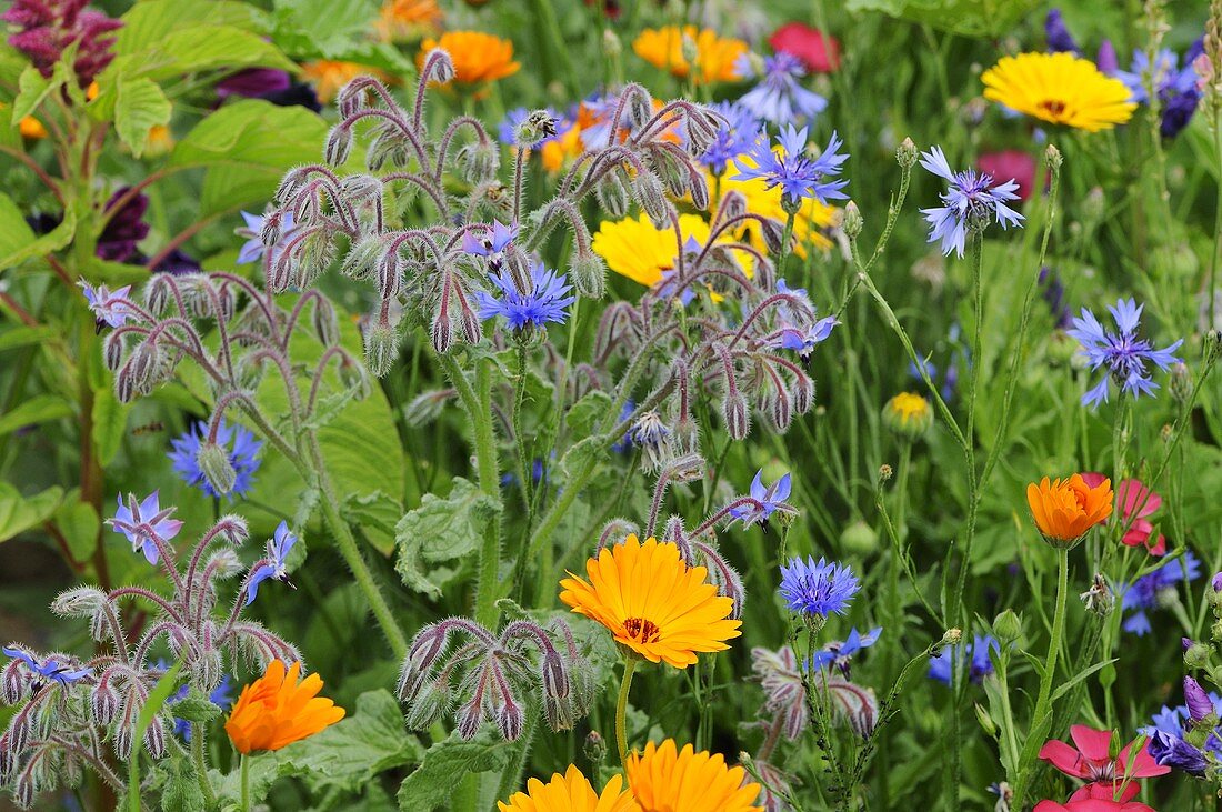 Blumenwiese mit bunten Blumen