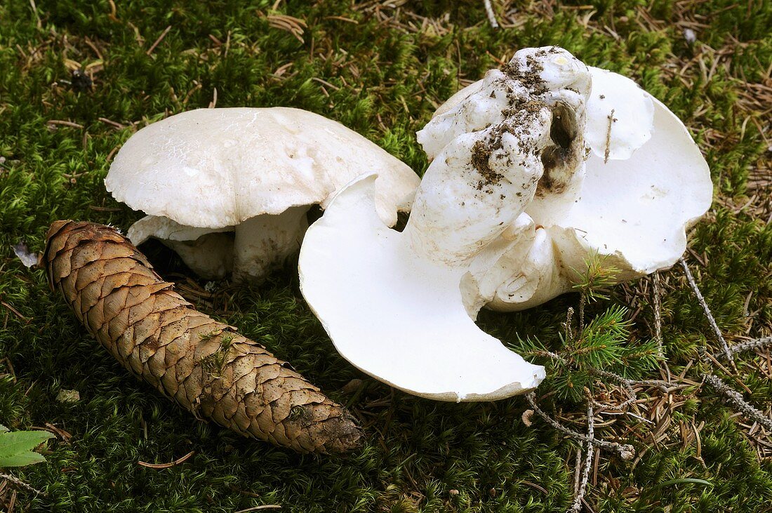 Sheep polypore on the forest floor