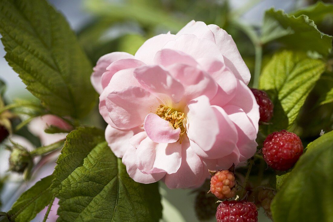 Raspberries on the bush and wild roses