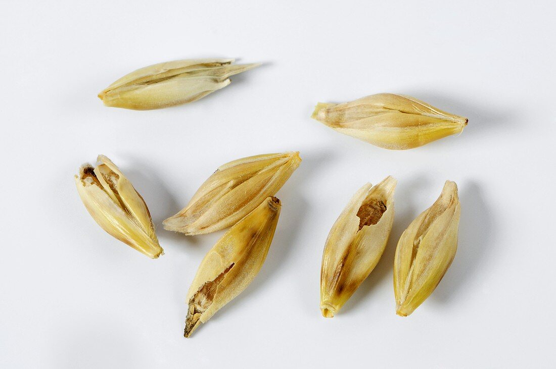 Six-rowed barley (Hordeum vulgare ssp, hexastichon)