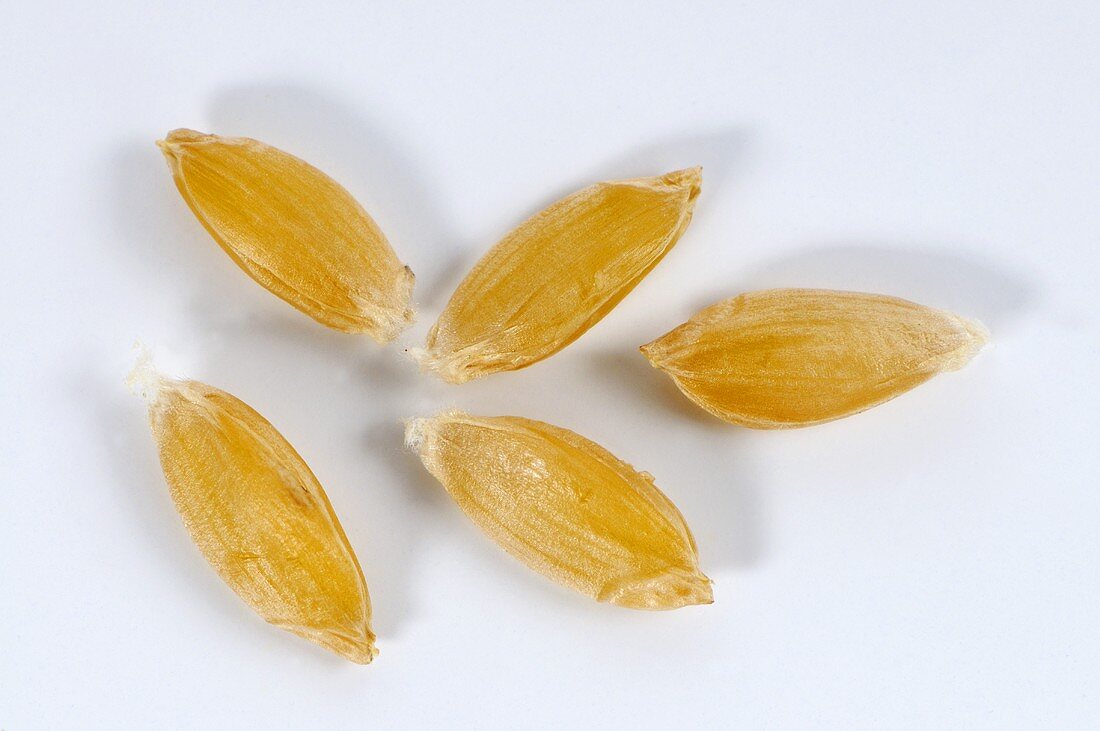 Einkorn wheat (Triticum monococcum)