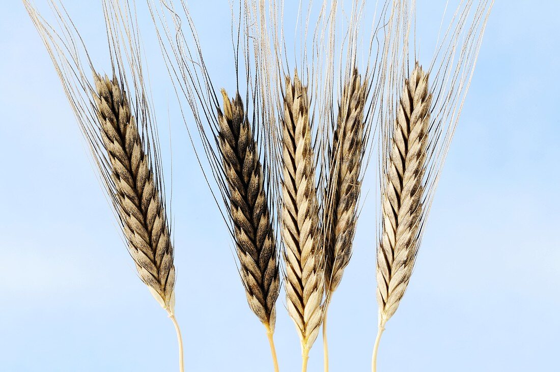 Wild-Einkorn (Triticum boeoticum)