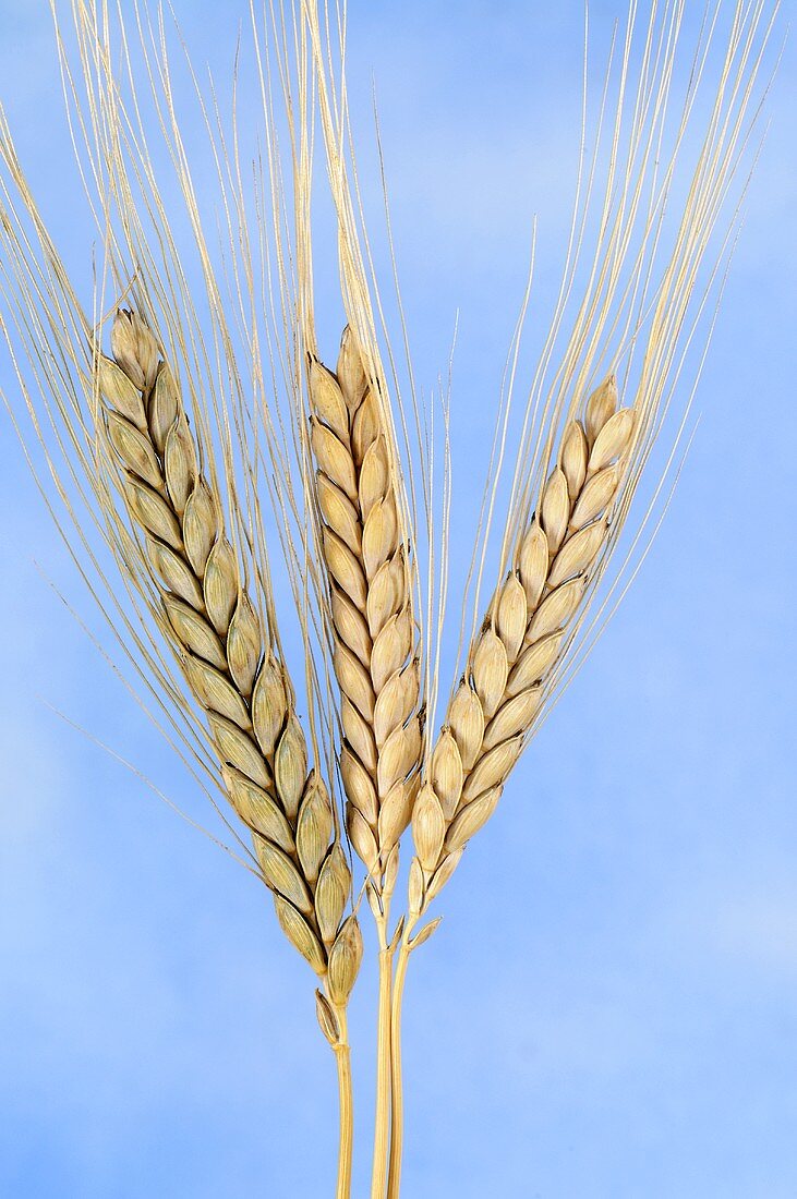 Rivet or cone wheat (Triticum turgidum)