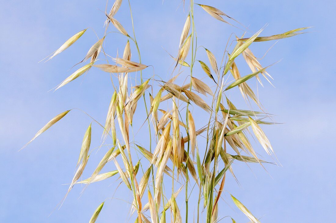 Nackt-Hafer (Avena nuda ssp.nuda)