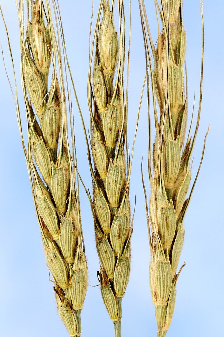 Weizen (Triticum zhuovskyi)
