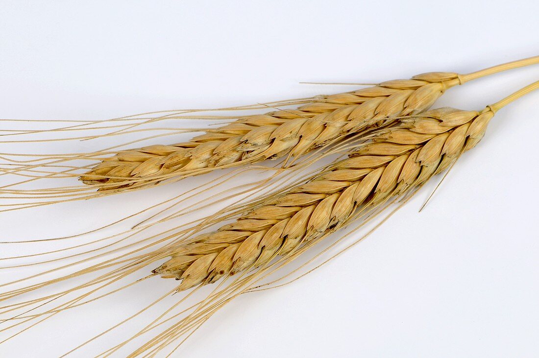 Nacktkörniger Einkorn (Triticum sinskaje)