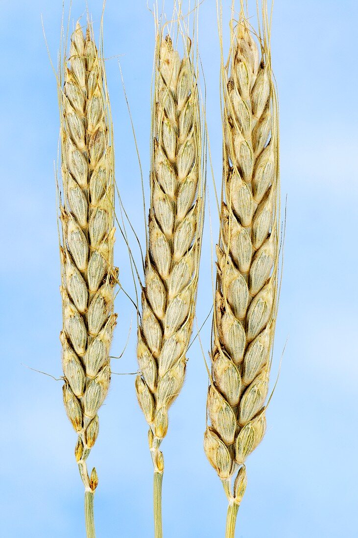 Kolchischer Emmer (Triticum karamyschevii)