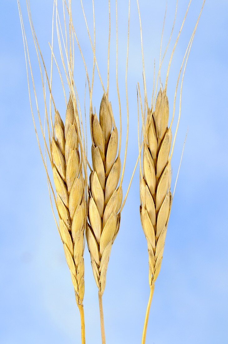 Ispahan emmer wheat (Triticum ispahanicum)