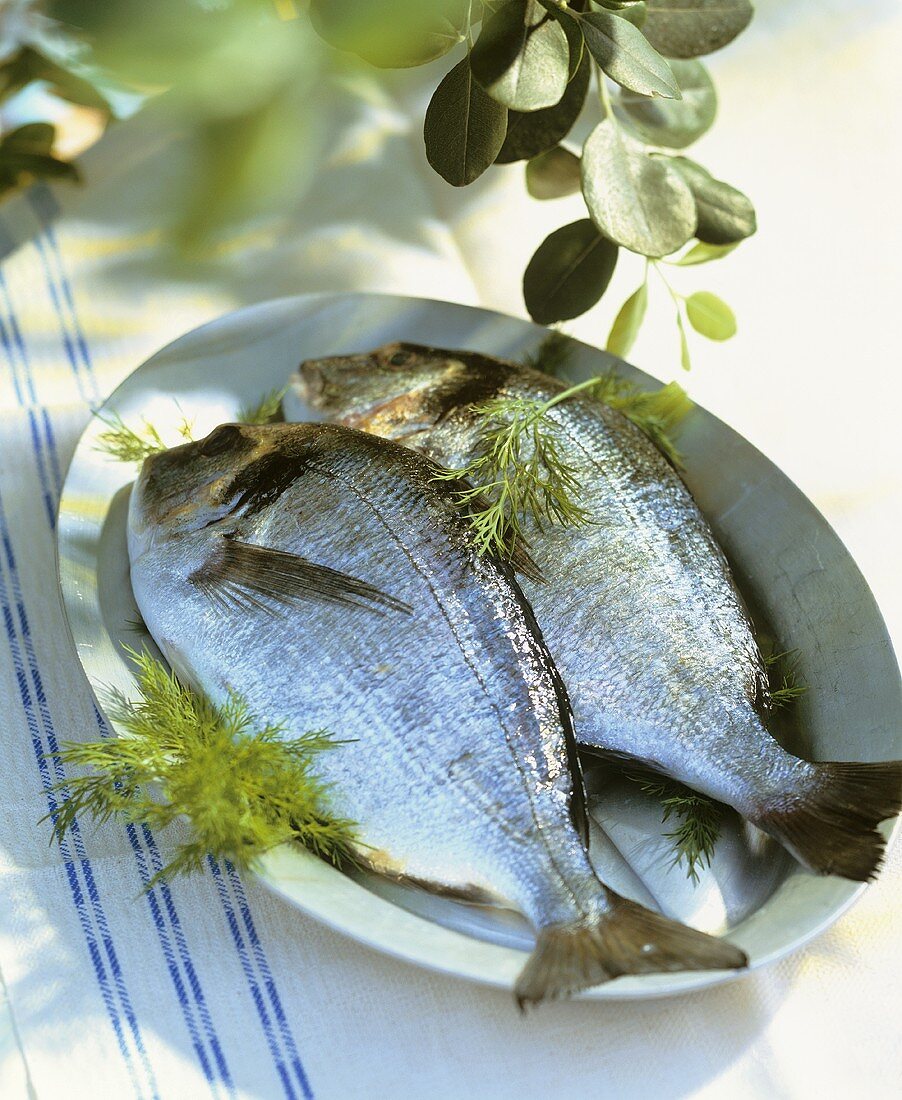Two fresh sea bream on plate