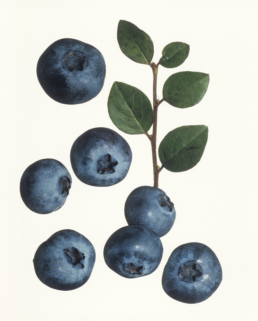 Several blueberries against white background