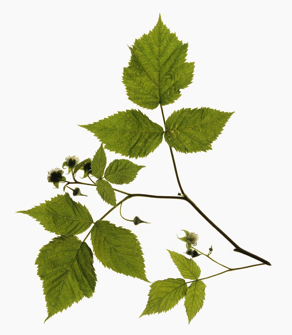 A raspberry branch with leaves, flowers and buds