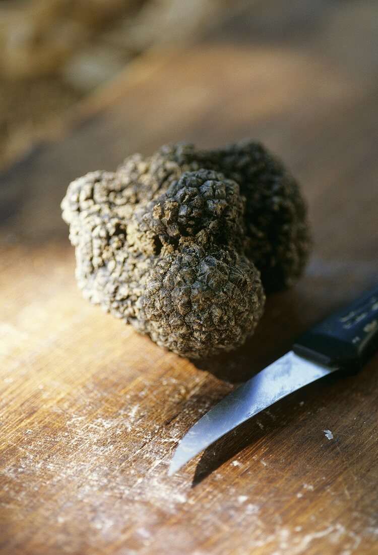 A truffle from the Marche, Italy