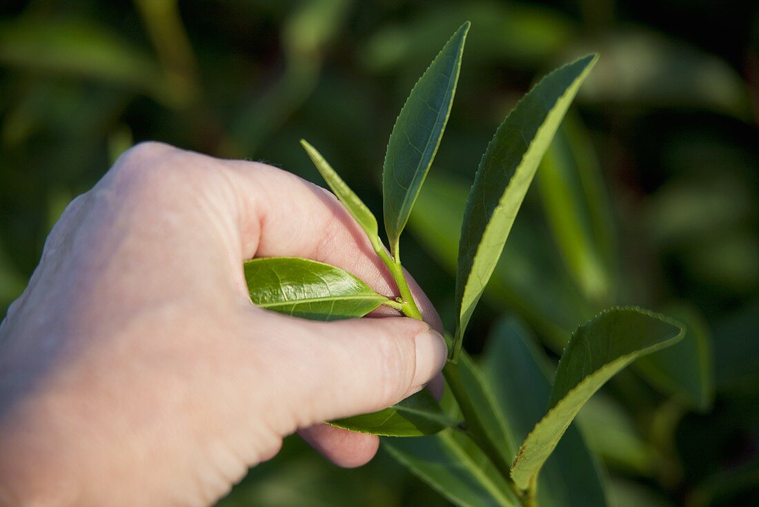 A hand picking tea leaves