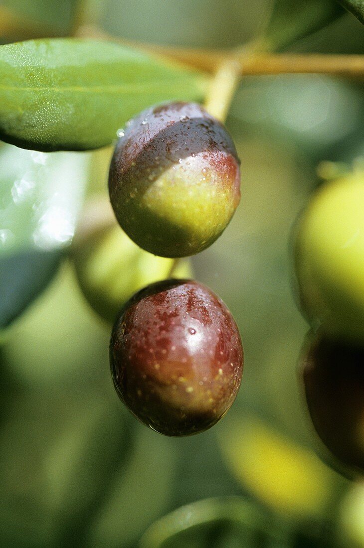 Fresh olives on branch