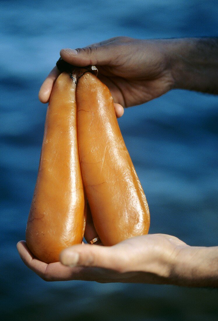 Hands holding bottarga (air-dried grey mullet roe)