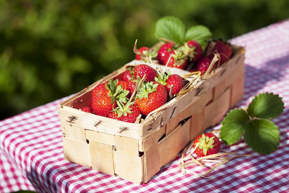 Erdbeeren im Spankorb auf Gartentisch
