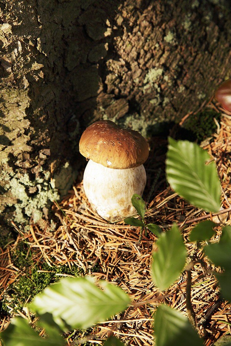 Steinpilz im Wald