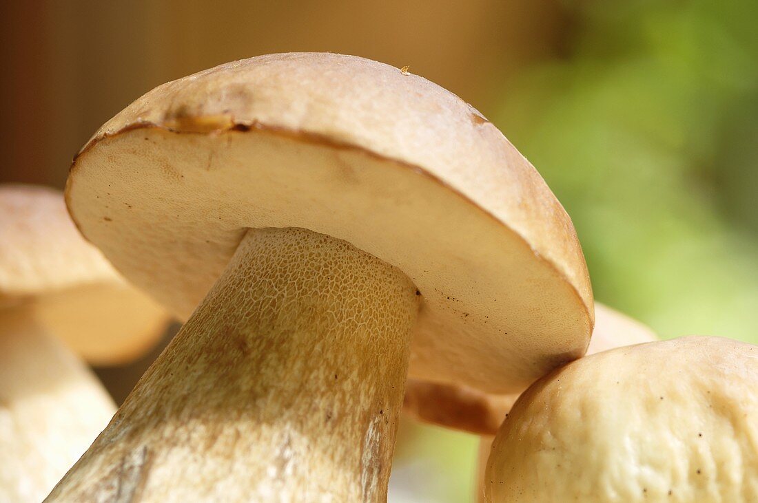 Fresh porcini mushrooms (close up)
