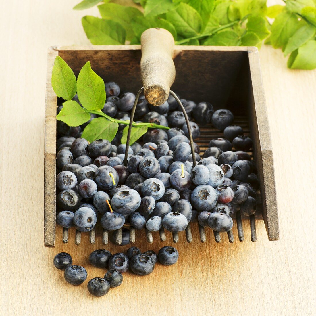 Blueberries with a gardening fork