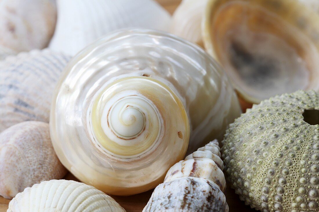 Shells (close up)