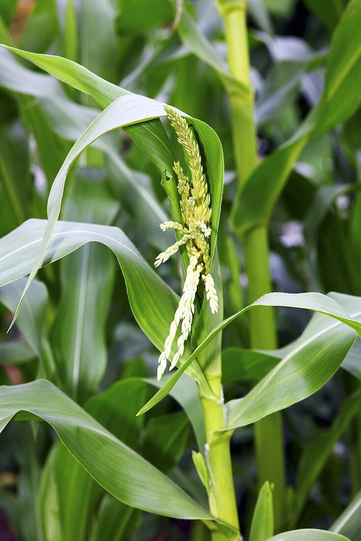 A corn plant in a field