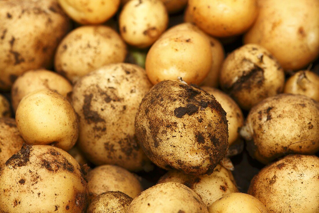 Freshly harvested potatoes (close-up)