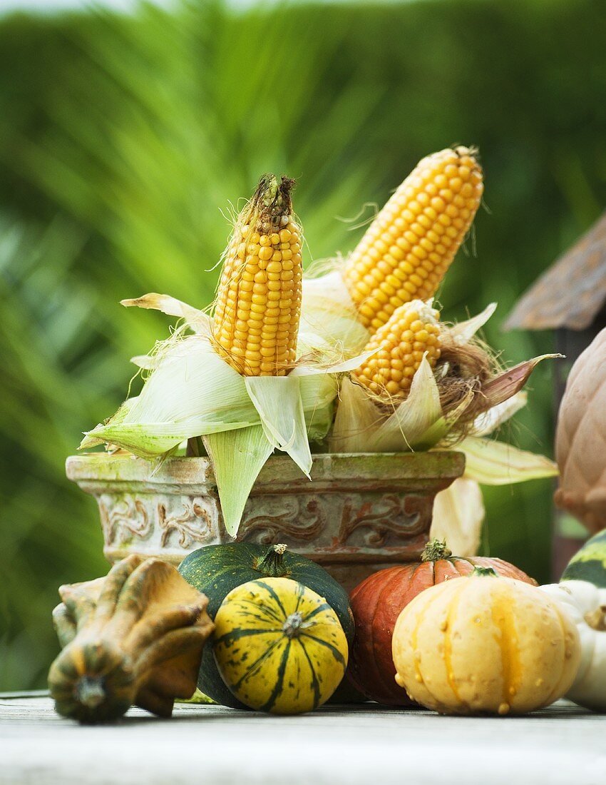 An autumnal display of corn cobs and decorative pumpkins