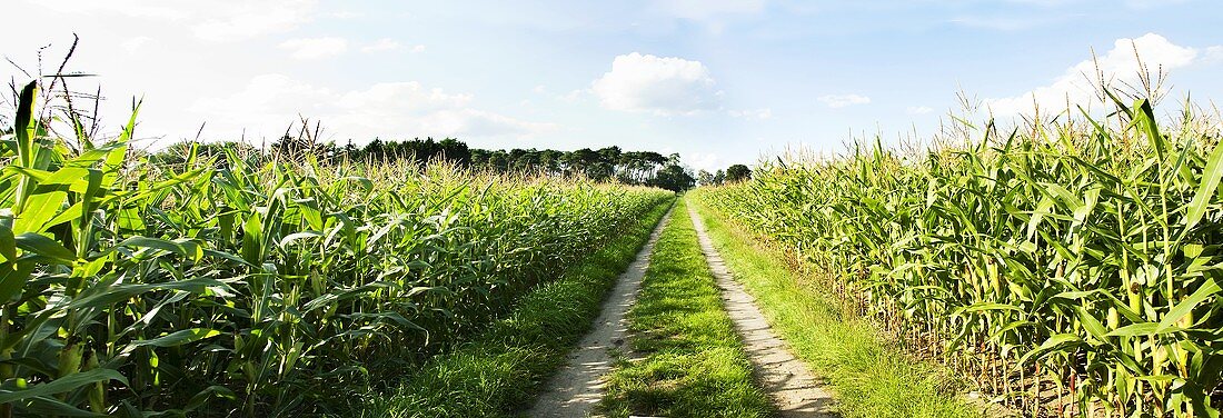 Feldweg durch Maisfelder