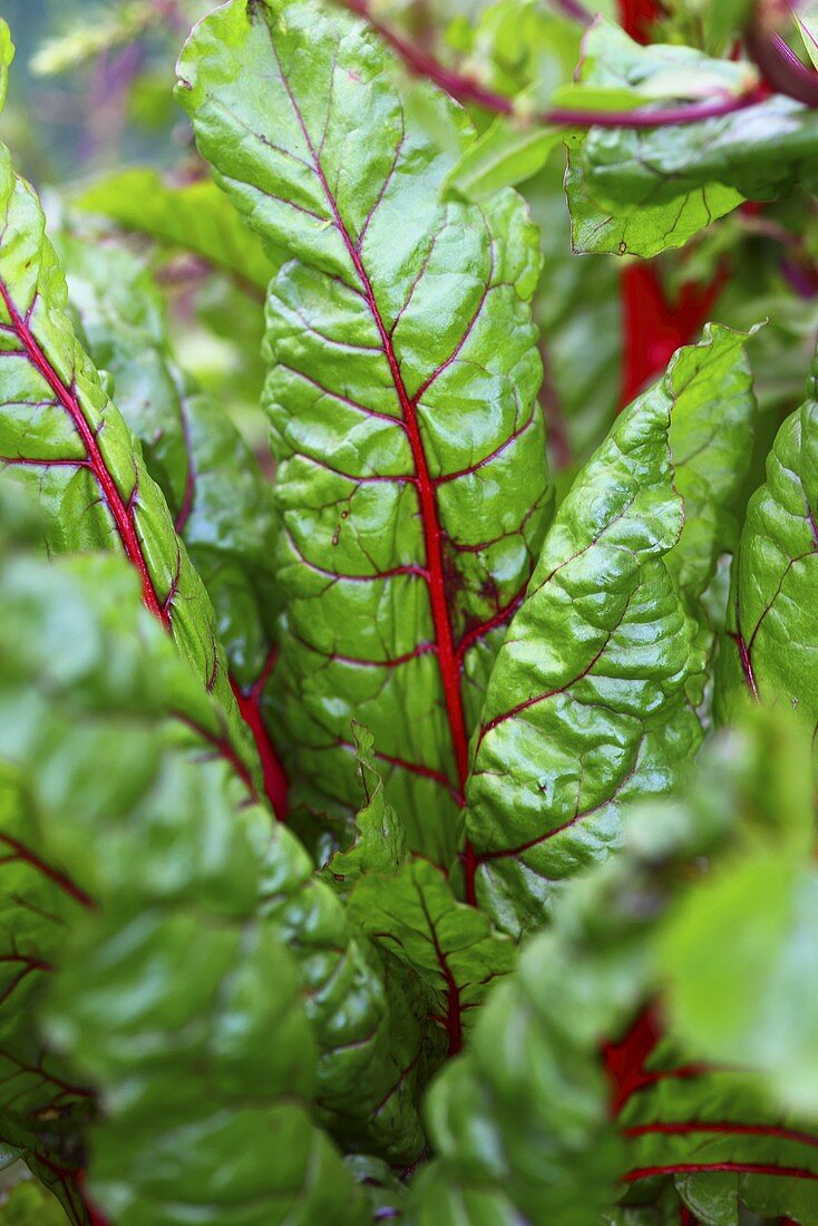 Red chard (close up)