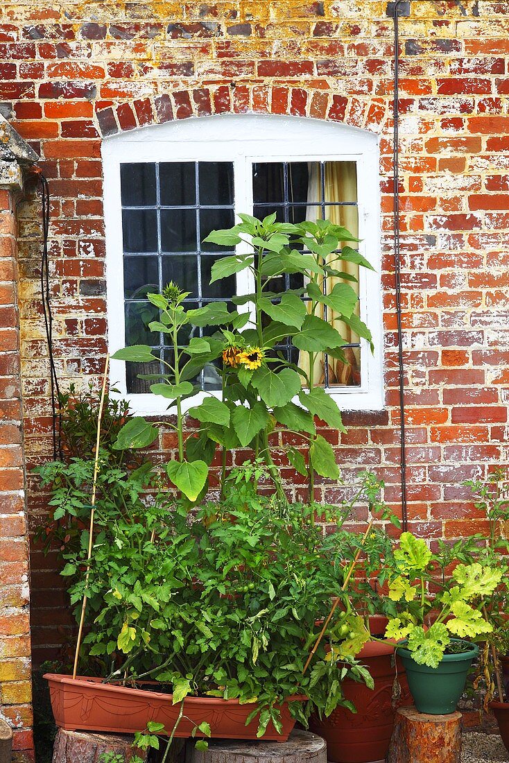 A window of an English country house