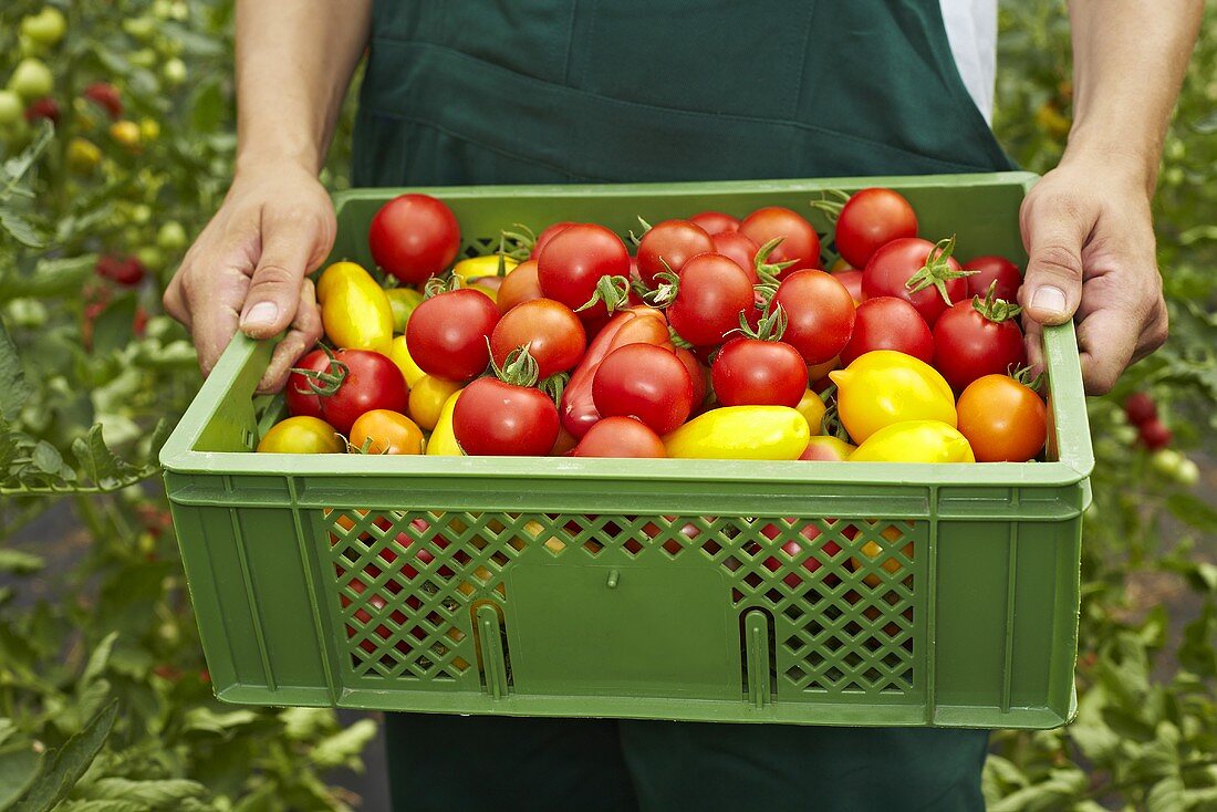 Bauer trägt eine Plastikkiste voller Tomaten