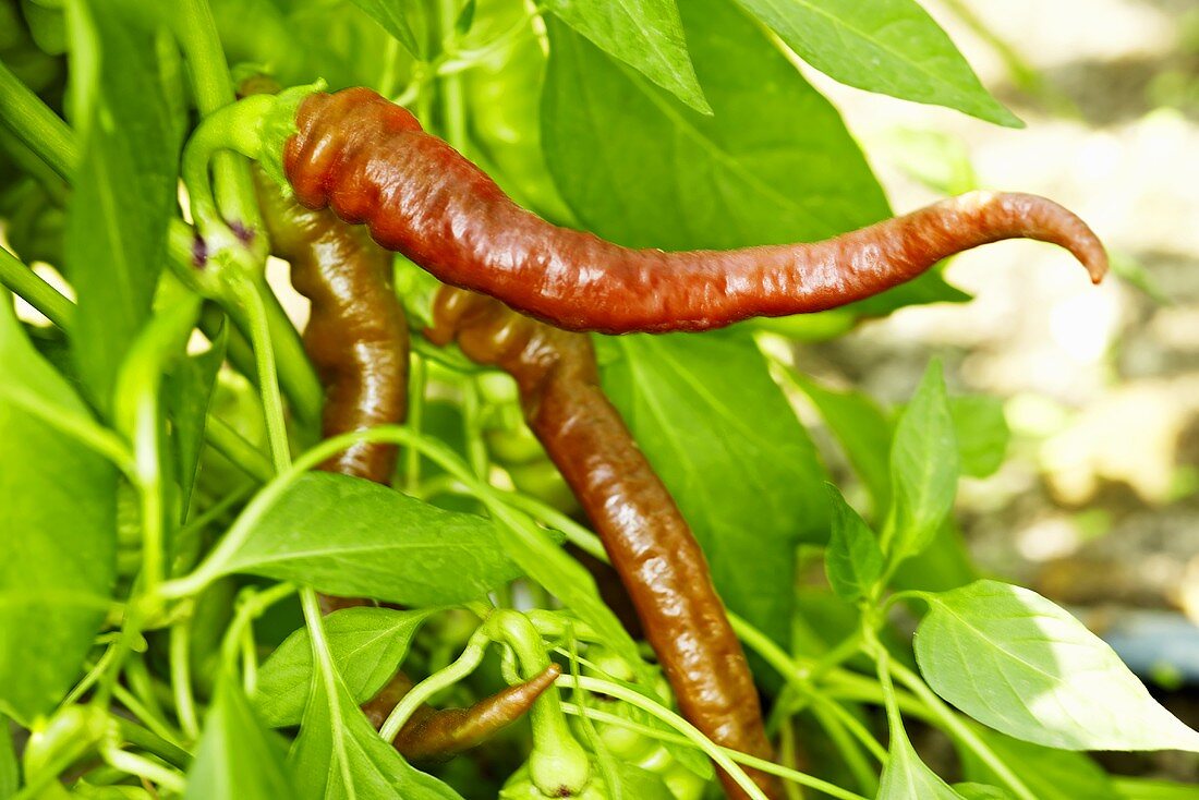 'Lombardo' organic chilli pepper