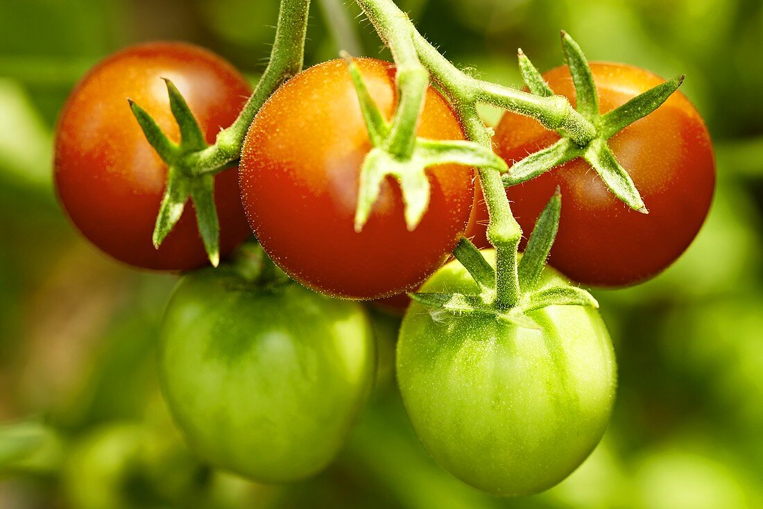 'Clarita' organic tomatoes