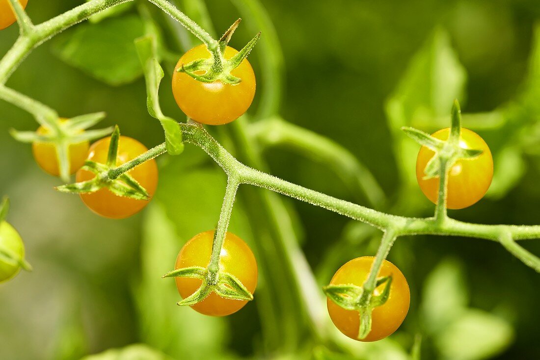 'Yellow currant' oragnic wild tomatoes