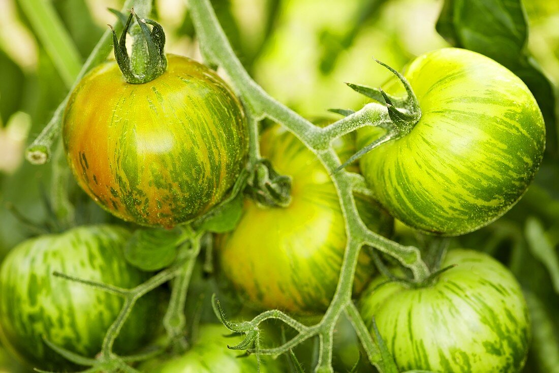 'Green Zebra' organic tomatoes