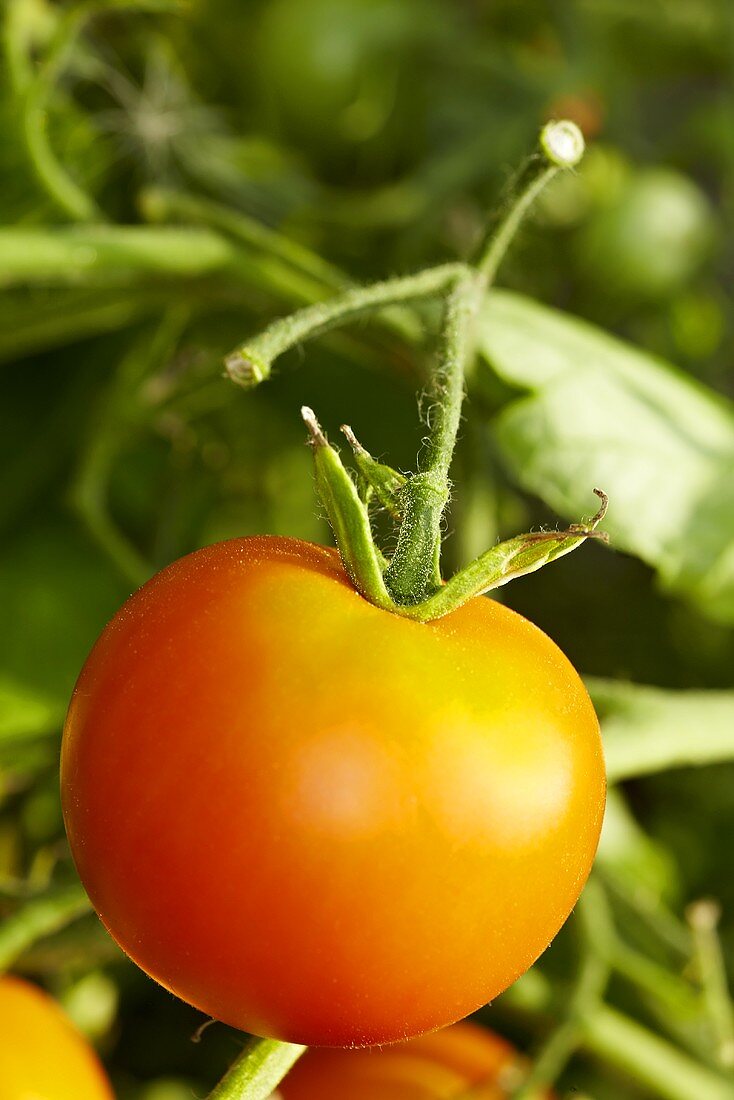 Bio-Tomaten der Sorte 'Ida Gold'