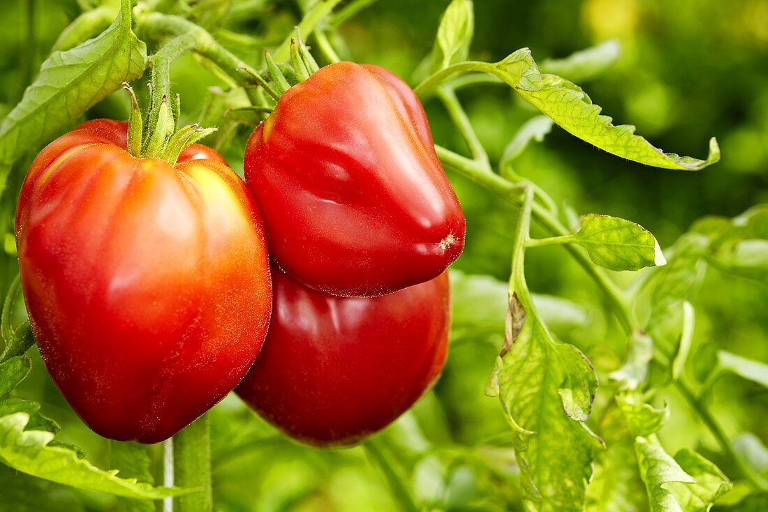Bio-Tomaten der Sorte 'Coeur de Boeuf'