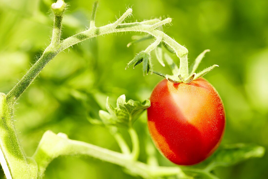 'Olirose' ('Oilrose de San Domingo') organic tomato