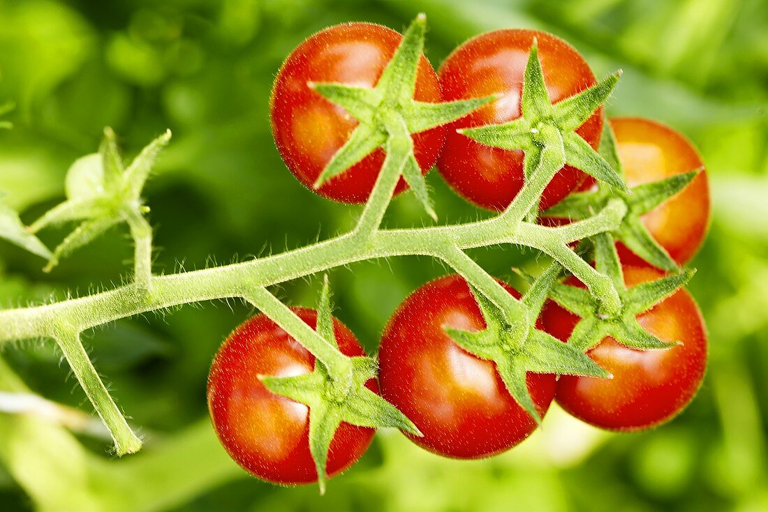 Bio-Tomaten der Sorte 'Resi'