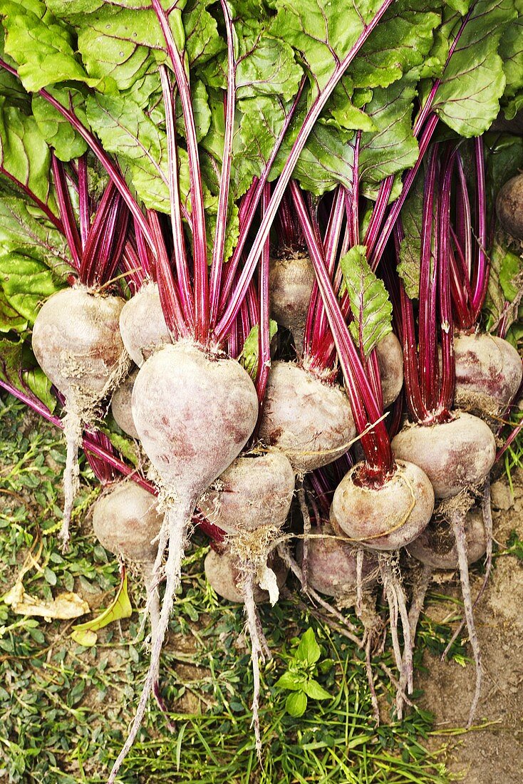 Beetroot