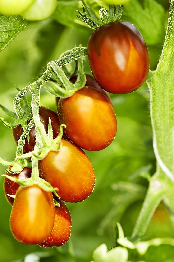 Bio-Tomaten der Sorte 'Black Plum'