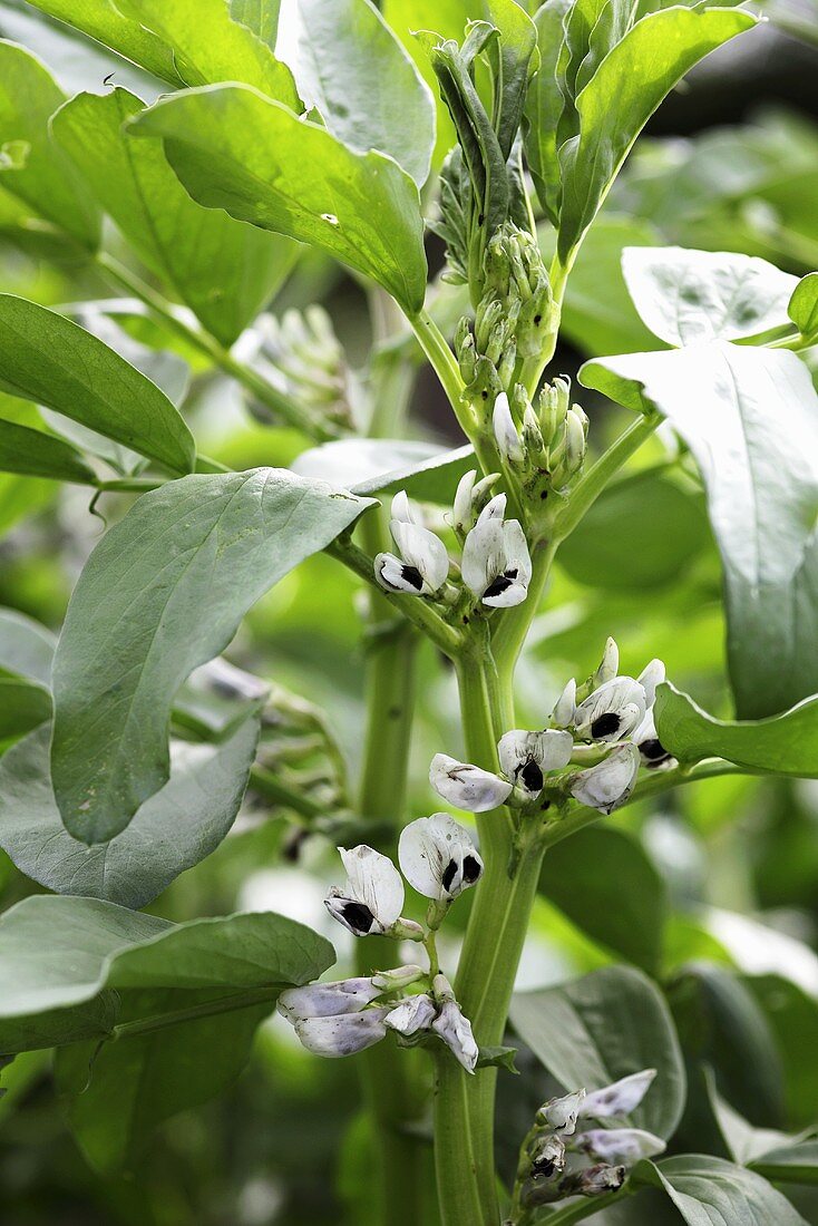 Blühende Bohnenpflanze (Nahaufnahme)