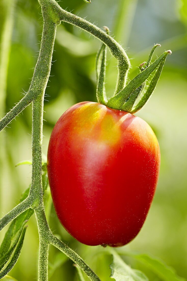 A 'Rote Zora' organic tomato